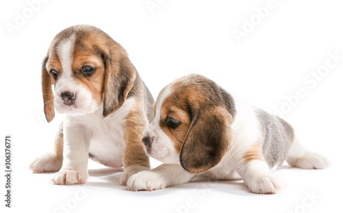 Cute beagle puppies on white background