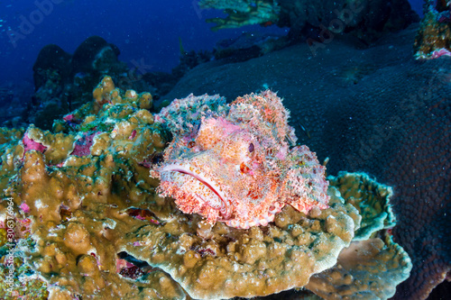 Bearded Scorpionfish on a tropical coral reef