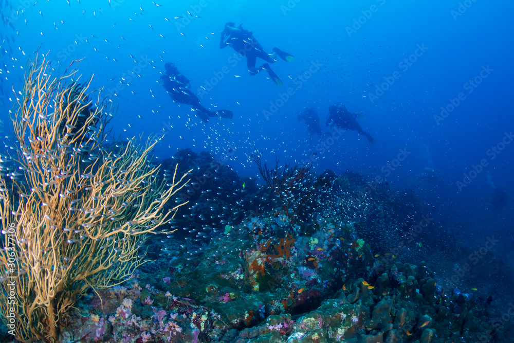 SCUBA Divers on a tropical coral reef in the Andaman Sea SCUBA Divers on a tropical coral reef in the Andaman Sea