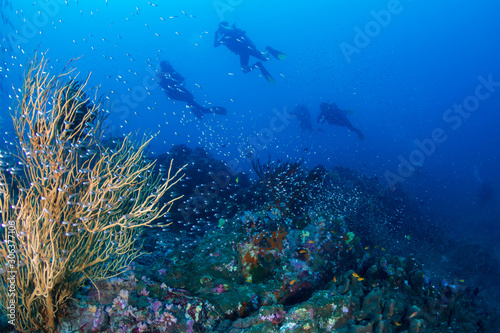 SCUBA Divers on a tropical coral reef in the Andaman Sea