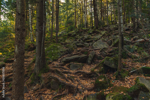 picturesque wild north forest highland rocky scenery landscape with many tree roots