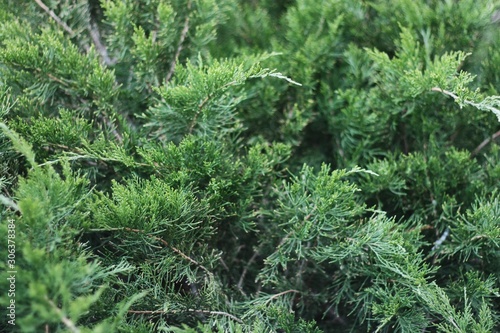 Beautiful green pine tree in the Park