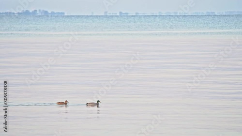 A pair of Mallard ducks taking an early morning swim in estuary.