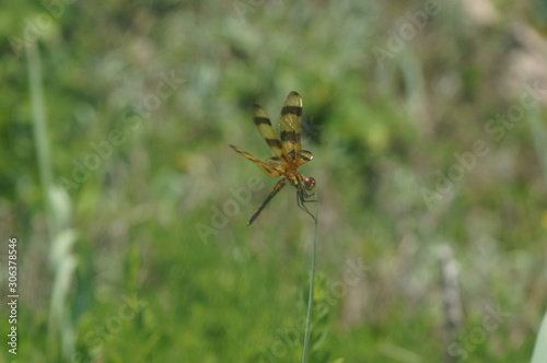 dragonfly on a blade of grass - Halloween pennant © Jaimie Tuchman