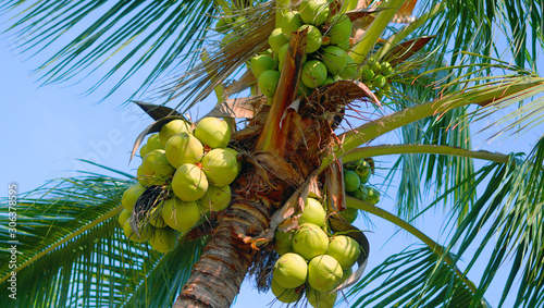Coconut farming by farmers in Thailand