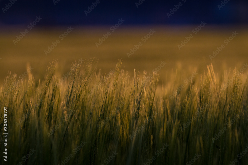 Fototapeta premium Wheat field stock photo