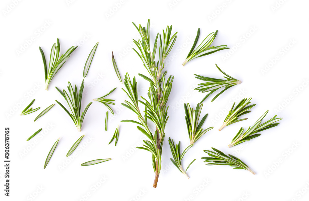 Rosemary isolated on white background