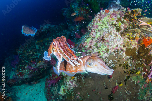 Mating Cuttlefish on a tropical coral reef at dawn (Richelieu Rock, Thailand)