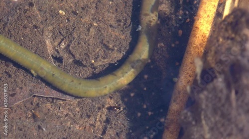 Proboscisless leeches, Arhynchobdellida, Hirudinea, Proboscisless leeches are generally freshwater or amphibious animals. Underwater macro view in wildlife photo