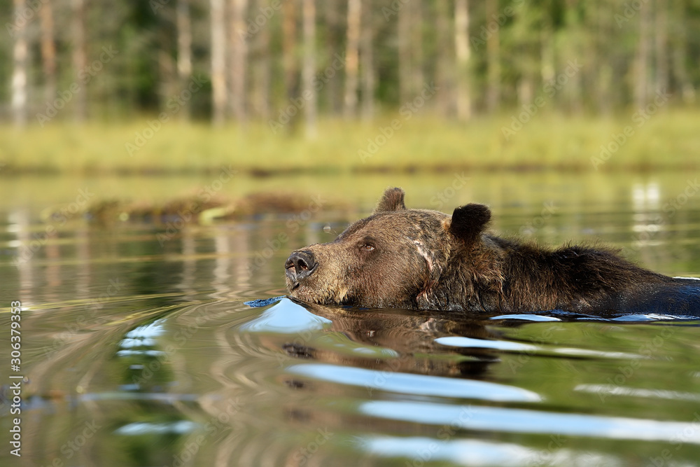 brown bear in swim at summer sun brown bear in swim at summer sun