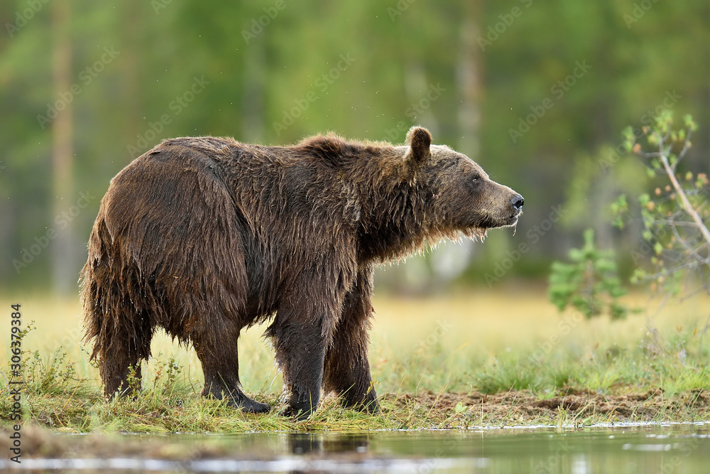 brown bear with forest background brown bear with forest background