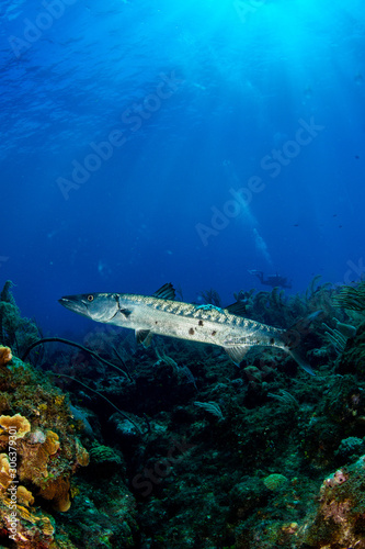 barracuda and diver © Mustafa