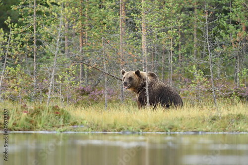 Brown bear resting in forest landscape at summer