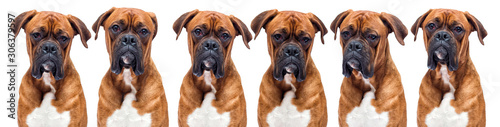 boxer dog looking isolated on a white background