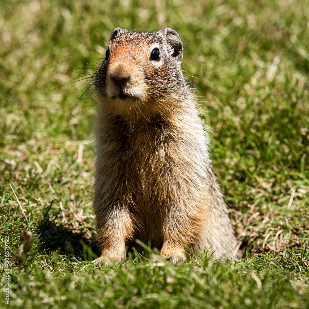 Ground Squirrel. An inquisitive ground squirrel at the entrance to his burrow on a grassy bank on a sunny day.