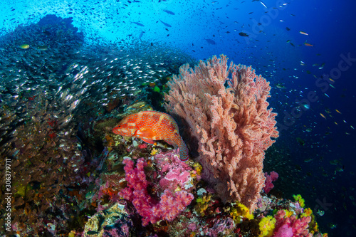 Tropical fish and colorful corals on a tropical coral reef at Richelieu Rock in Thailand