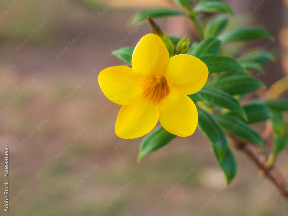 Fototapeta premium Beautiful yellow Allamanda blooming flower with green leaves plant with nature background with copy space.