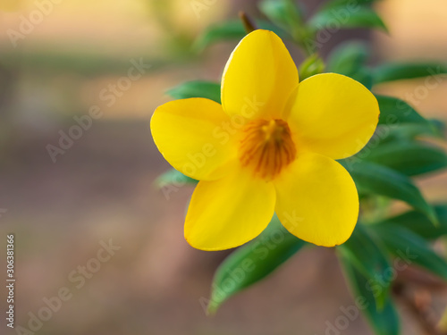 Beautiful yellow Allamanda blooming flower with green leaves plant with nature background with copy space. photo