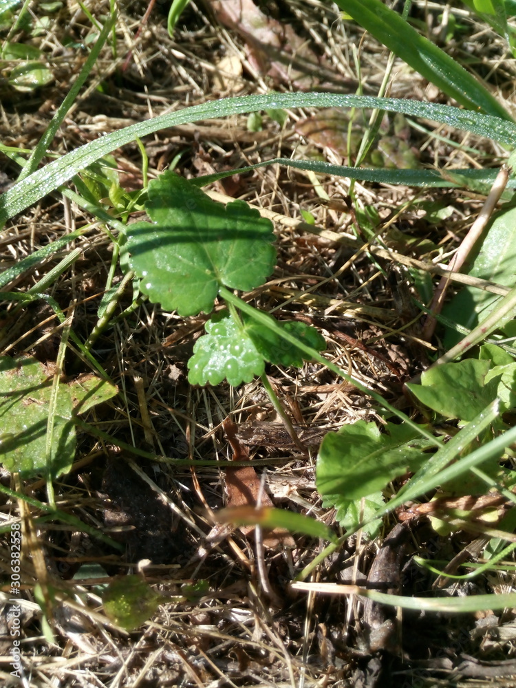 Fototapeta premium роса на траве