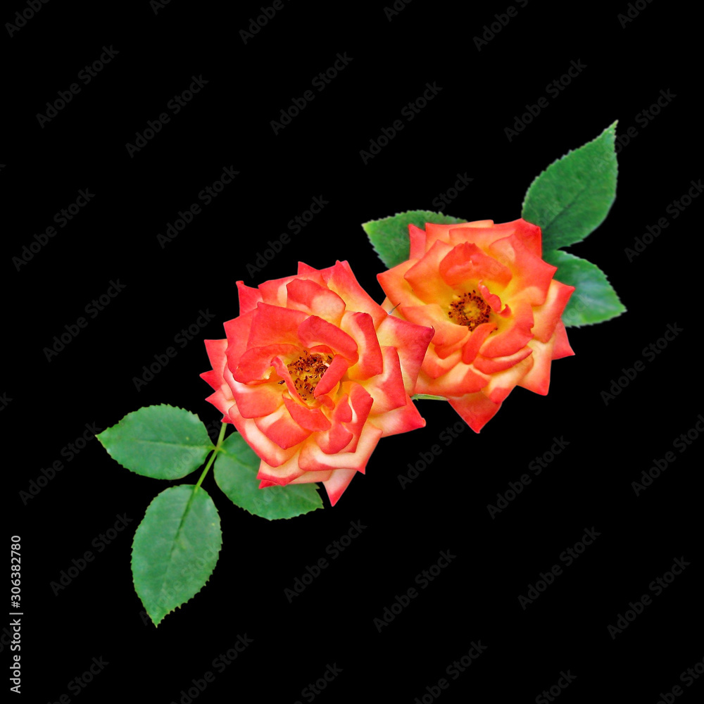 Two orange roses isolated on a black background Two orange roses isolated on a black background