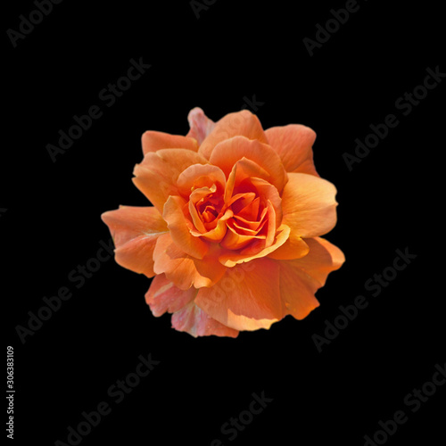 Beautiful orange rose isolated on a black background