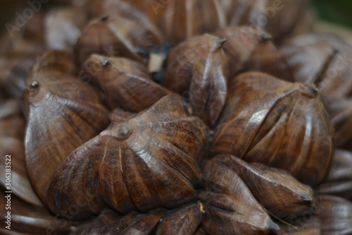 Nypa fruticans Wurmb. 