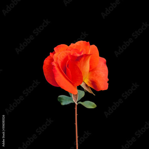 Beautiful orange rose isolated on a black background