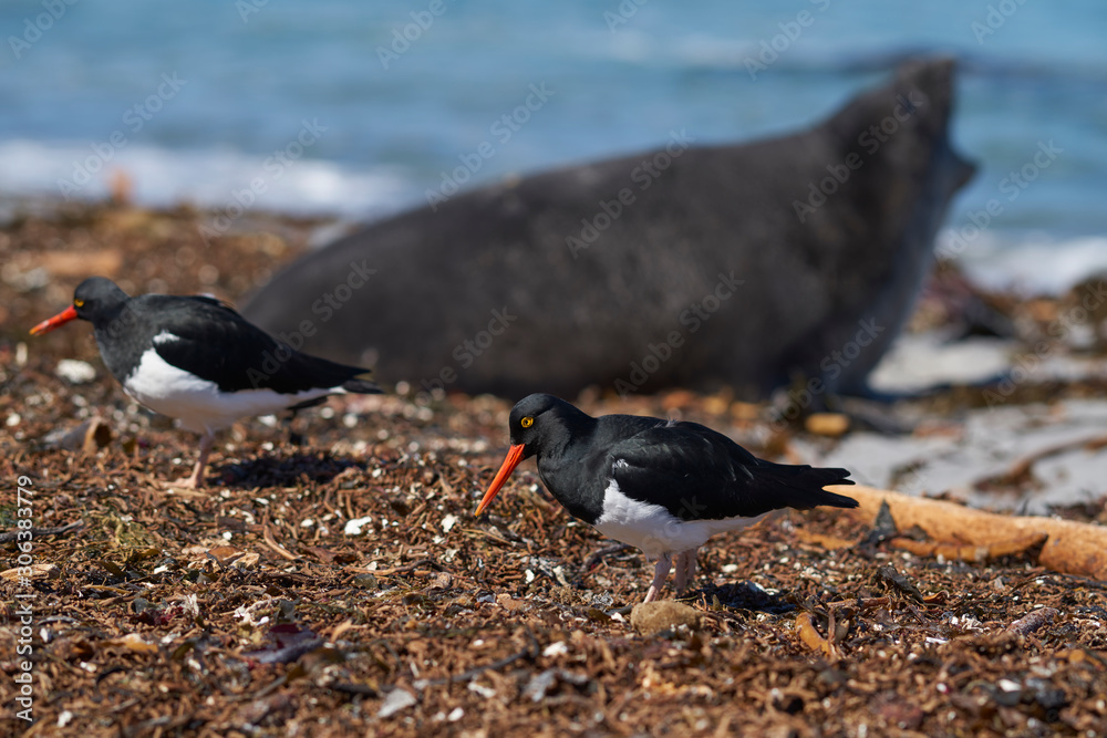Fototapeta premium Magellanic Oystercatcher (Haematopus leucopodus) amongst the kelp on the shore of Sea Lion Island in the Falkland Islands.