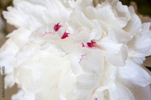 White peony flower