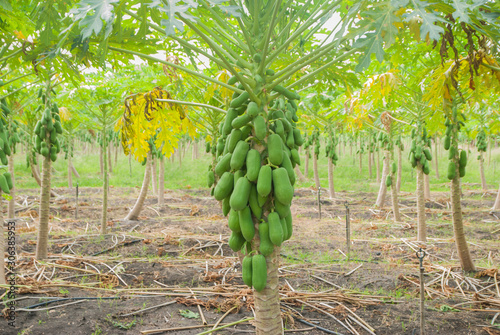 Papaya tree, Papaya tree farm, Papaya tree farm from Thailand country