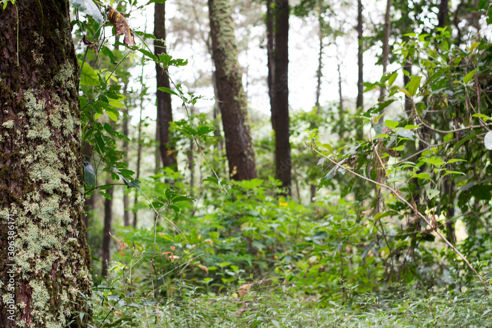 view of a tropical forest jungle in east java indonesia nature landsacape view of a tropical forest jungle in east java indonesia nature landsacape