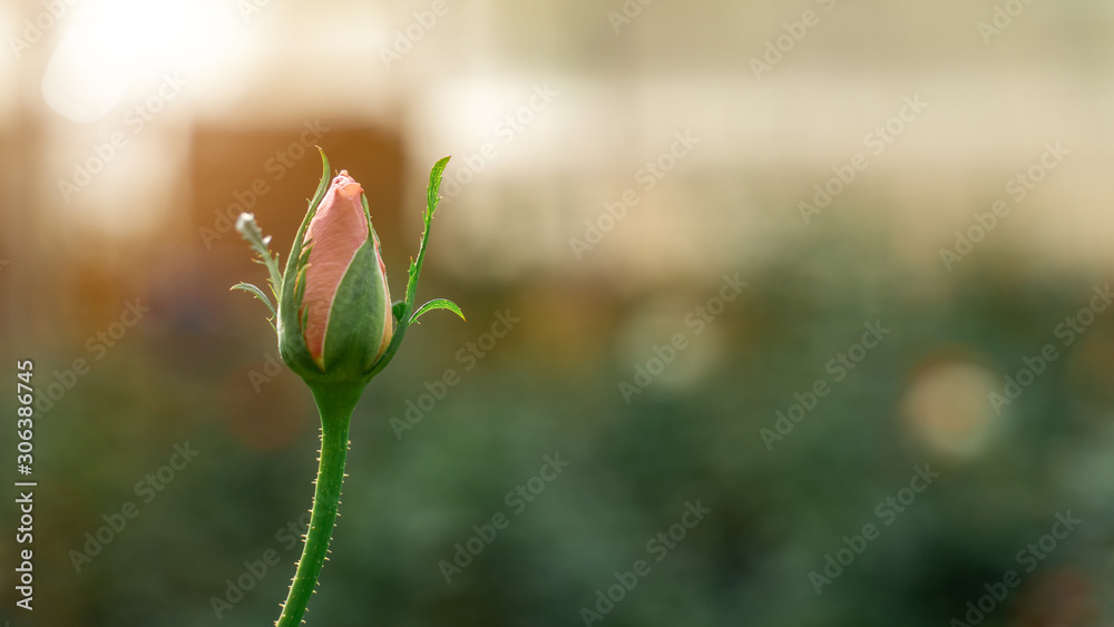 Beautiful roses in the garden on a blurred background And with warm light