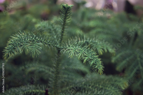 Green plant like pine tree leaves texture background