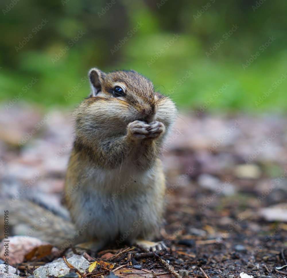 cute young Chipmunk sitting in the grass in the forest cute young Chipmunk sitting in the grass in the forest