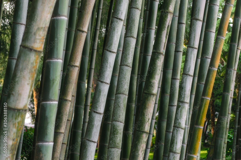 pattern background green bamboo forest in a park in Georgia pattern background green bamboo forest in a park in Georgia