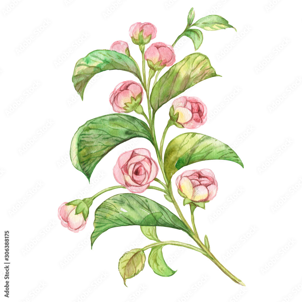  Watercolor illustration of a gentle flowering branch.jpg