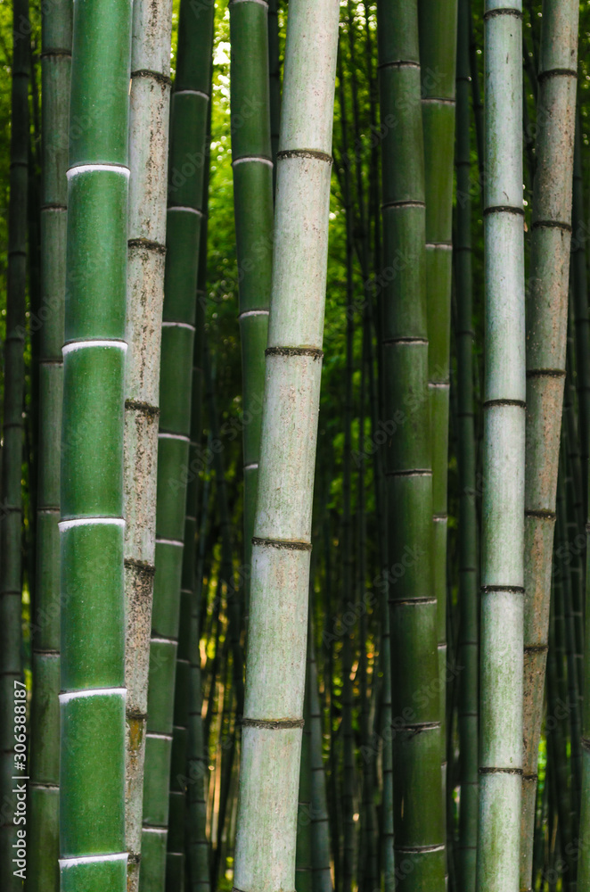 pattern background green bamboo forest in a park in Georgia pattern background green bamboo forest in a park in Georgia