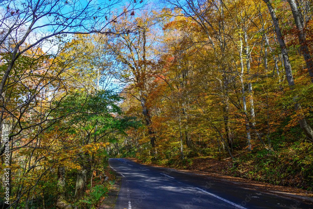 Autumn scenery of Oirase Gorge, Japan