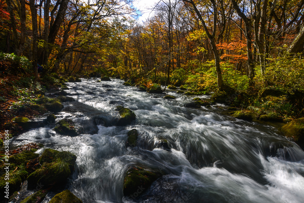 Oirase Stream in sunny day, beautiful fall foliage