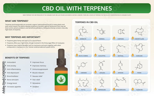 CBD Oil with Terpenes horizontal textbook infographic illustration about cannabis as herbal alternative medicine and chemical therapy, healthcare and medical science vector.