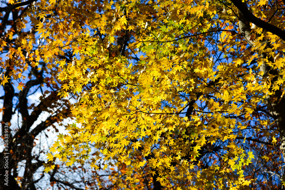 Autumn scenery of Oirase Gorge, Japan Autumn scenery of Oirase Gorge, Japan