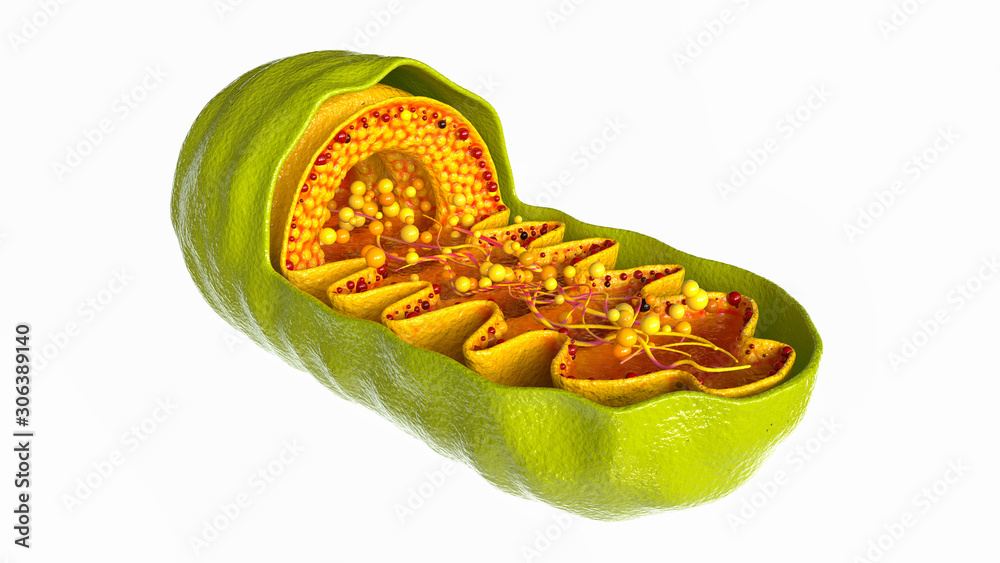 Mitochondria cell on white background - 3D Rendering - obrazy, fototapety, plakaty 