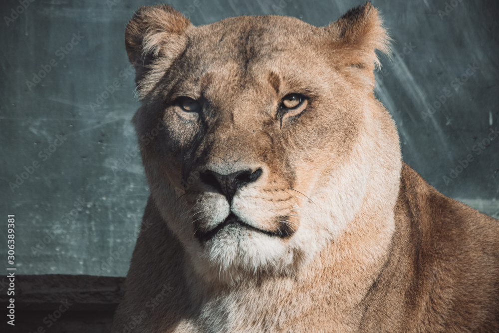 Obraz premium löwe, tier, katze, wild lebende tiere, wild, säugetier, raubtier, löwin, natur, felino, mähne, safari, könig, portrait, fleischfresser, tierpark, löwe, tier, big, fell, tierbaby, gesicht, ausserhalb, 