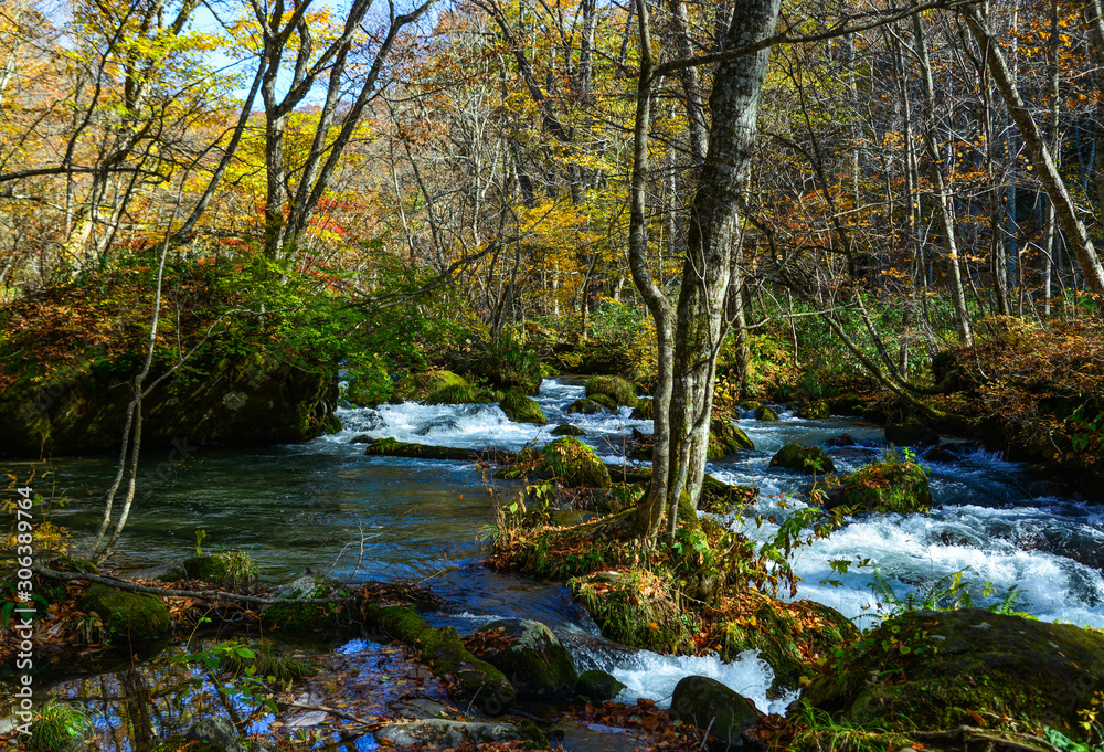Oirase Stream in sunny day, beautiful fall foliage