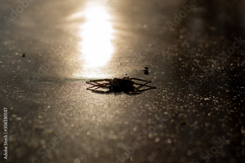 spooky spider on frozen lake © RuslanFatykhov