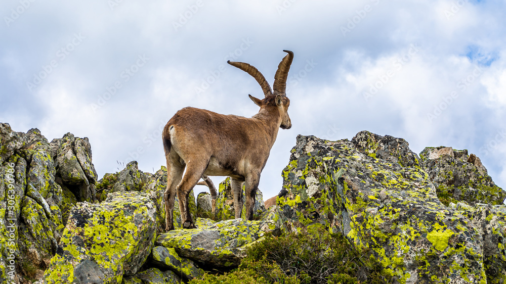 Spanish wild goats at La Pediza, Mountains of Madrid, Spain