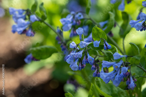 Bluebells bloom along a garden path.