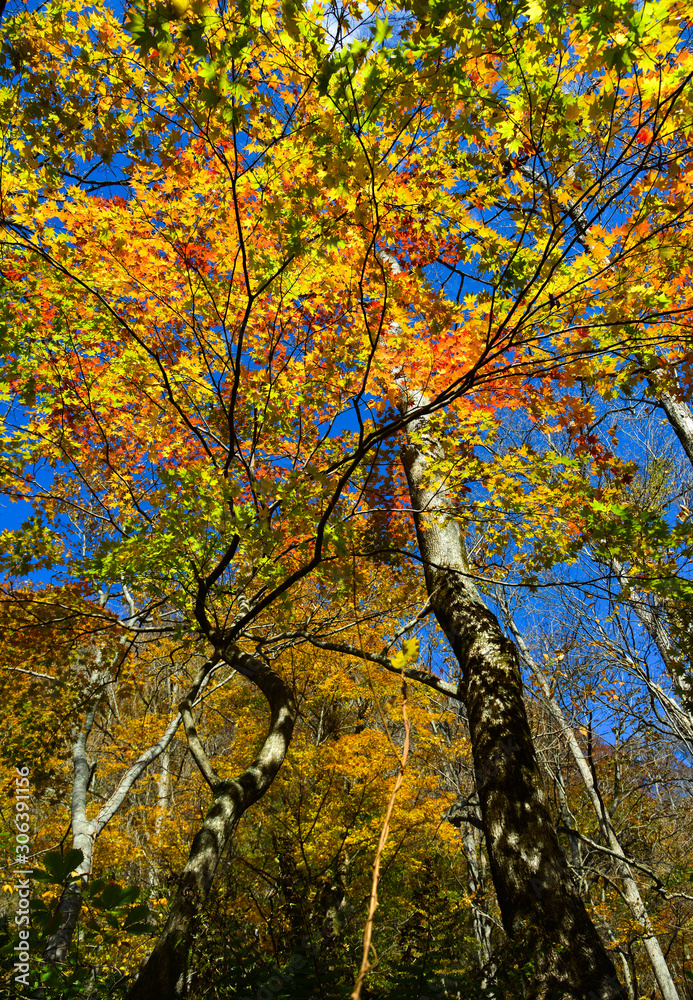 Autumn scenery of Oirase Gorge, Japan Autumn scenery of Oirase Gorge, Japan