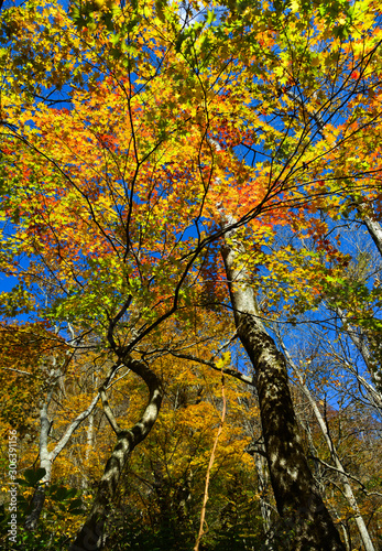 Autumn scenery of Oirase Gorge, Japan