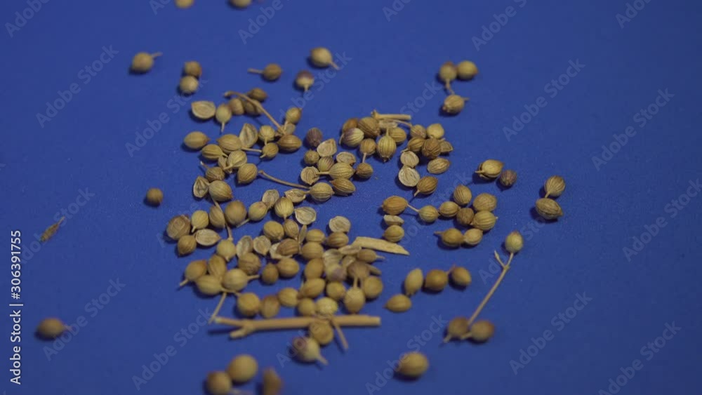 Close up of coriander seeds falling and spinning on blue Close up of coriander seeds falling and spinning on blue